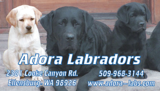 Adora Labradors